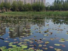 -前关湿地公园