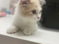 -御宝贝·A梦猫科宠物医院(国际猫友好医院)