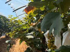 -马陆小张葡萄园农家乐