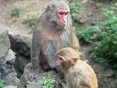 -黔灵山公园