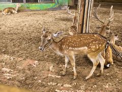 -鄂尔多斯野生动物园