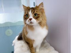 -爱洗澡的猫(望京店)