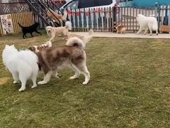 -趣玩宠物乐园寄养训犬训狗游泳池