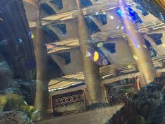 -迪拜帆船酒店海底餐厅