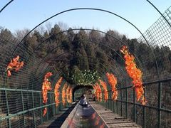 -富斯特索道