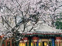 -白家大院·王府宫廷菜(苏州街店)