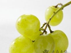 -马陆小张葡萄园农家乐