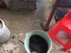 -马陆小张葡萄园农家乐