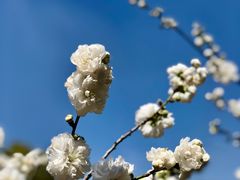 -南汇桃花村