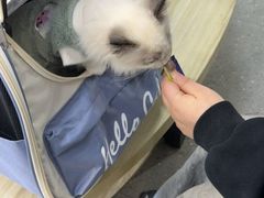 -瑞派伍一宠物医院·眼科·骨科·猫科转诊中心(马王堆院)