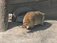 -上海野生动物园