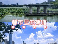 -月湖风景区