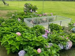 -金谷域澳洲庄园