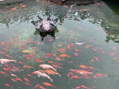 -祥源·阜阳生态乐园