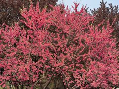 -木塔寺遗址生态公园