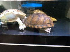 -灵龟之家百象馆(百象馆联合旗舰店)