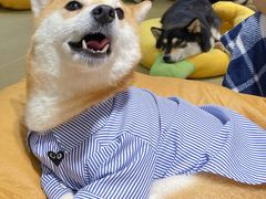 -逗柴咖啡屋·狗咖猫咖宠物桌游