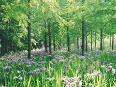 -上海长兴岛郊野公园