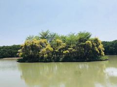 -大湾区中央湿地公园