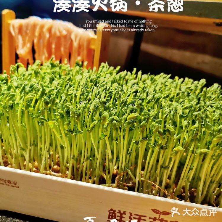 湊湊火锅yyds