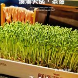 湊湊火锅yyds