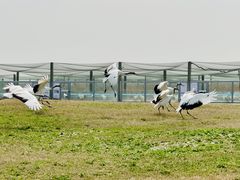 -盐城丹顶鹤湿地生态旅游区