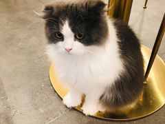 -飞行喵MR PILOT|猫舍·猫咖(静安大融城店)