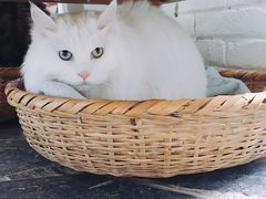 -Anne猫窝咖啡屋