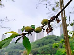 -重庆彩云湖湿地公园