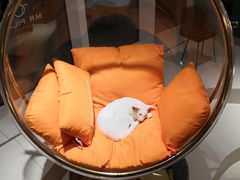 -飞行喵MR PILOT|猫舍·猫咖(静安大融城店)
