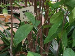 -呀路古热带植物园