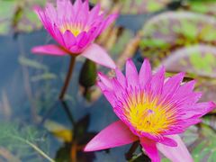 -上海辰山植物园