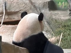 -灵玲国际马戏城