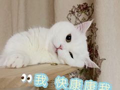 -猫力发电所·宠物专门店
