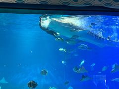 -烟台海昌鲸鲨海洋公园