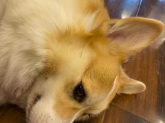 -豆柴町-柴犬主题狗咖(红鼎国际C座店)