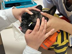 -谐和贝康宠物医院24小时·宠保定点(急重症转诊中心)