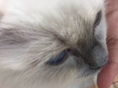 -藏猫猫咖啡主题馆(中央大道店)