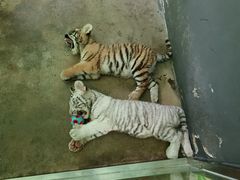 -西安秦岭野生动物园