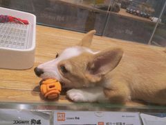 -狗道宠物(常熟印象城店)
