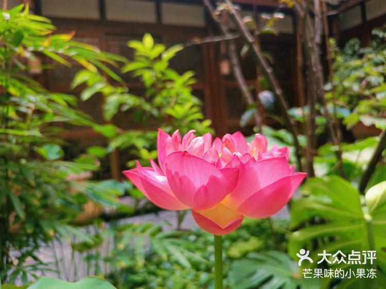 一起享受大自然的美宣平十里荷花 -大众点评