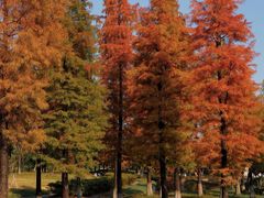 -飞来湖湿地公园