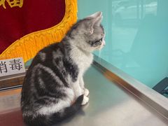 -高德24h动物医院