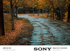 -千年银杏谷文化旅游区