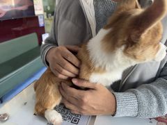 -顺强宠物诊所·狂犬免疫·夜诊·骨科(嘉定店)