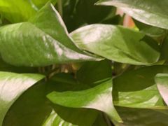 -润泽园椰子鸡(汇一城店)