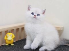 -猫十亿·布偶金渐层·曼基康矮脚猫舍(青年路店)