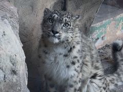 -青藏高原野生动物园