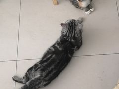 -平行世界·猫咖(首经贸店)