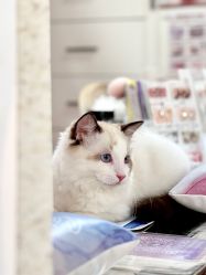 -兔猫ToMoreNails美甲美睫